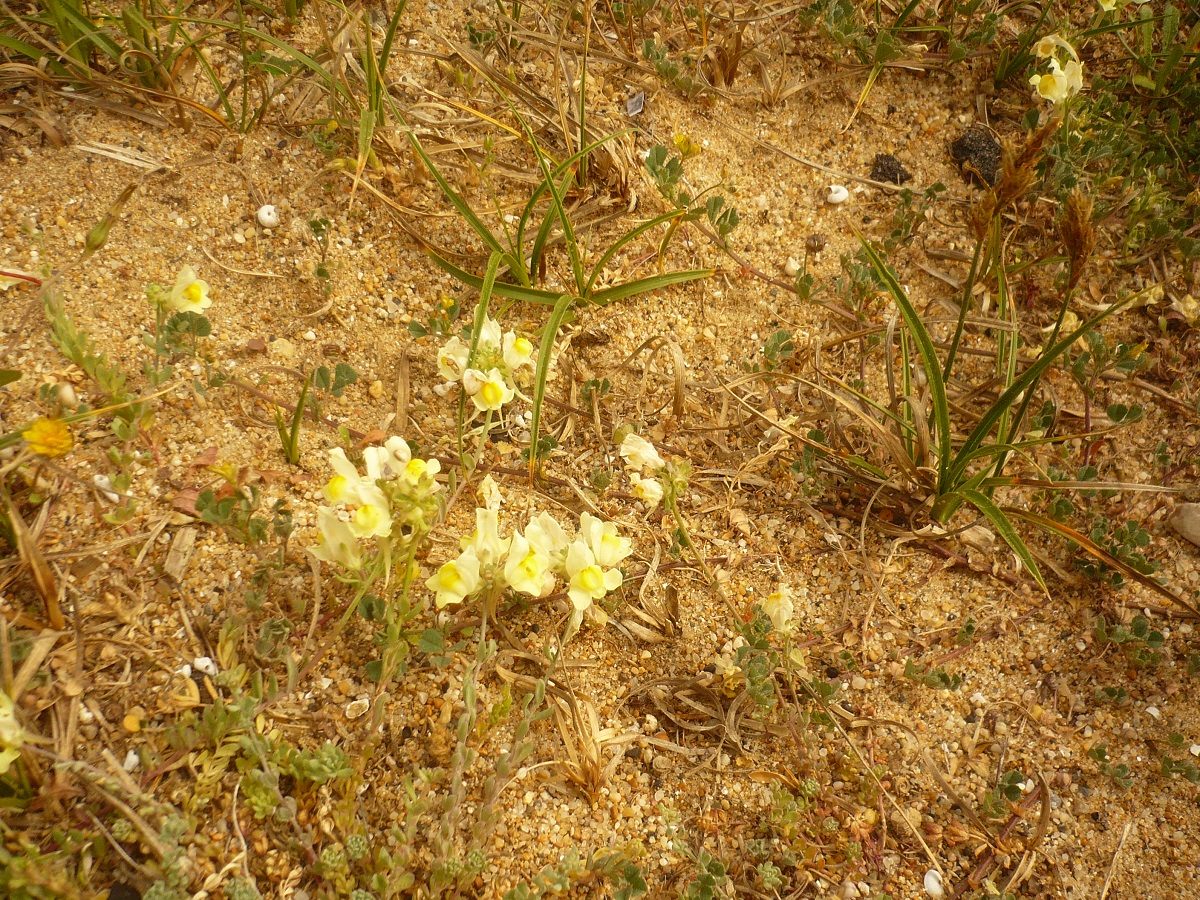 Linaria supina subsp. maritima (Plantaginaceae)
